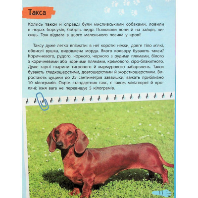 Книга Vivat Мініенциклопедія. Хатні улюбленці  (9789669827241) фото №11